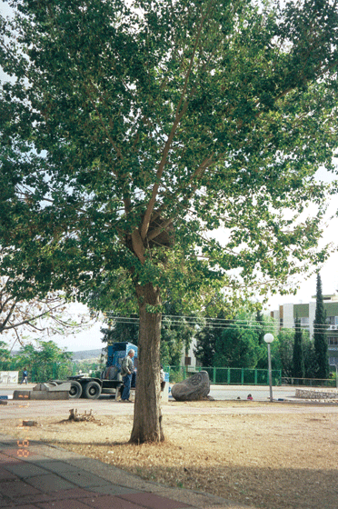 "Bosom". 1996-99. Installation. Tree, basalt. 300 cm. high. Hazor Haglilit, Israel.
